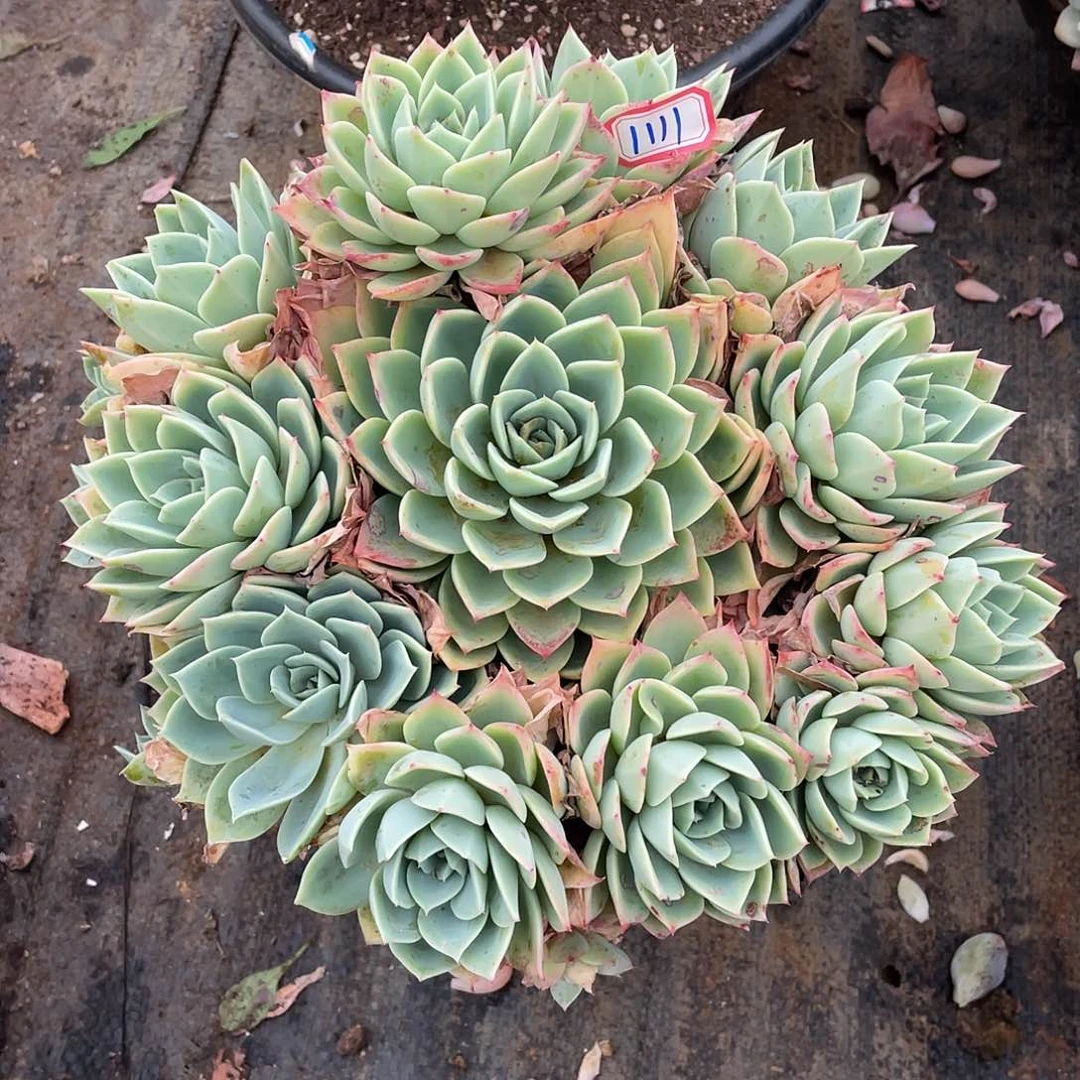 三色堇1111 晓晓一物一拍