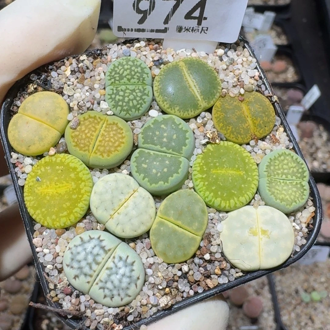 zzzzz生石花肉锥974