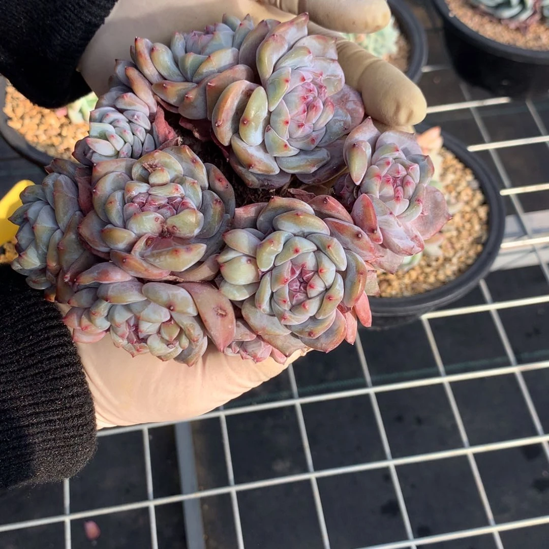 不****了018号突尼斯首富多肉