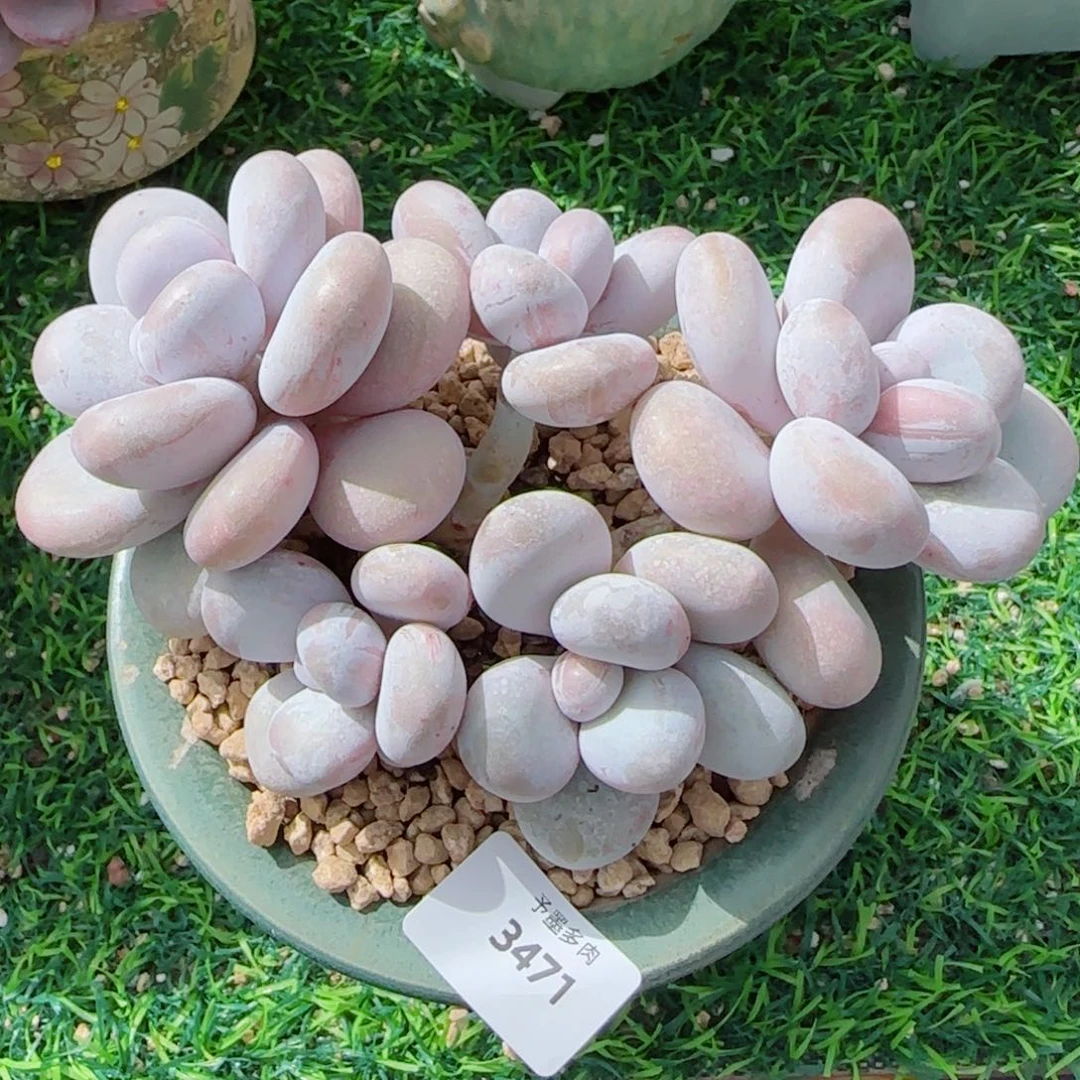 奶酪，3471多肉植物