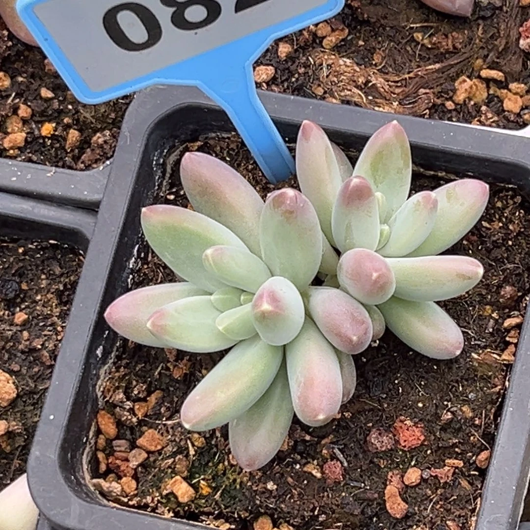 多肉植物摩登女郎082