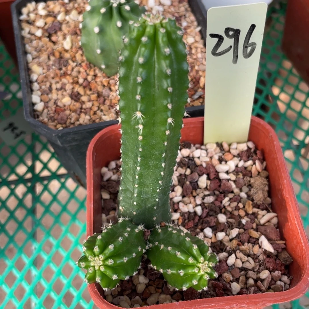 鹿角柱实生仙人球桃太郎杂交