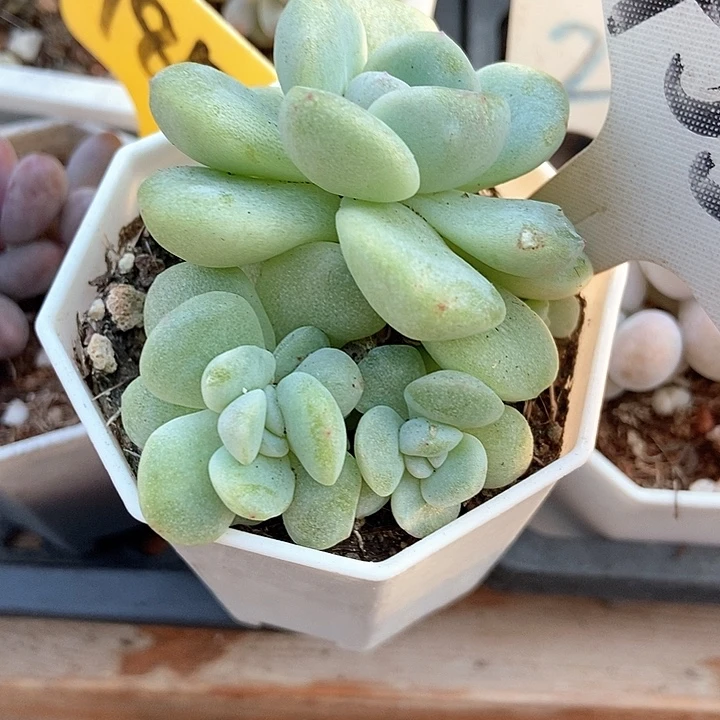 ****️多肉植物冰玉石化455多肉