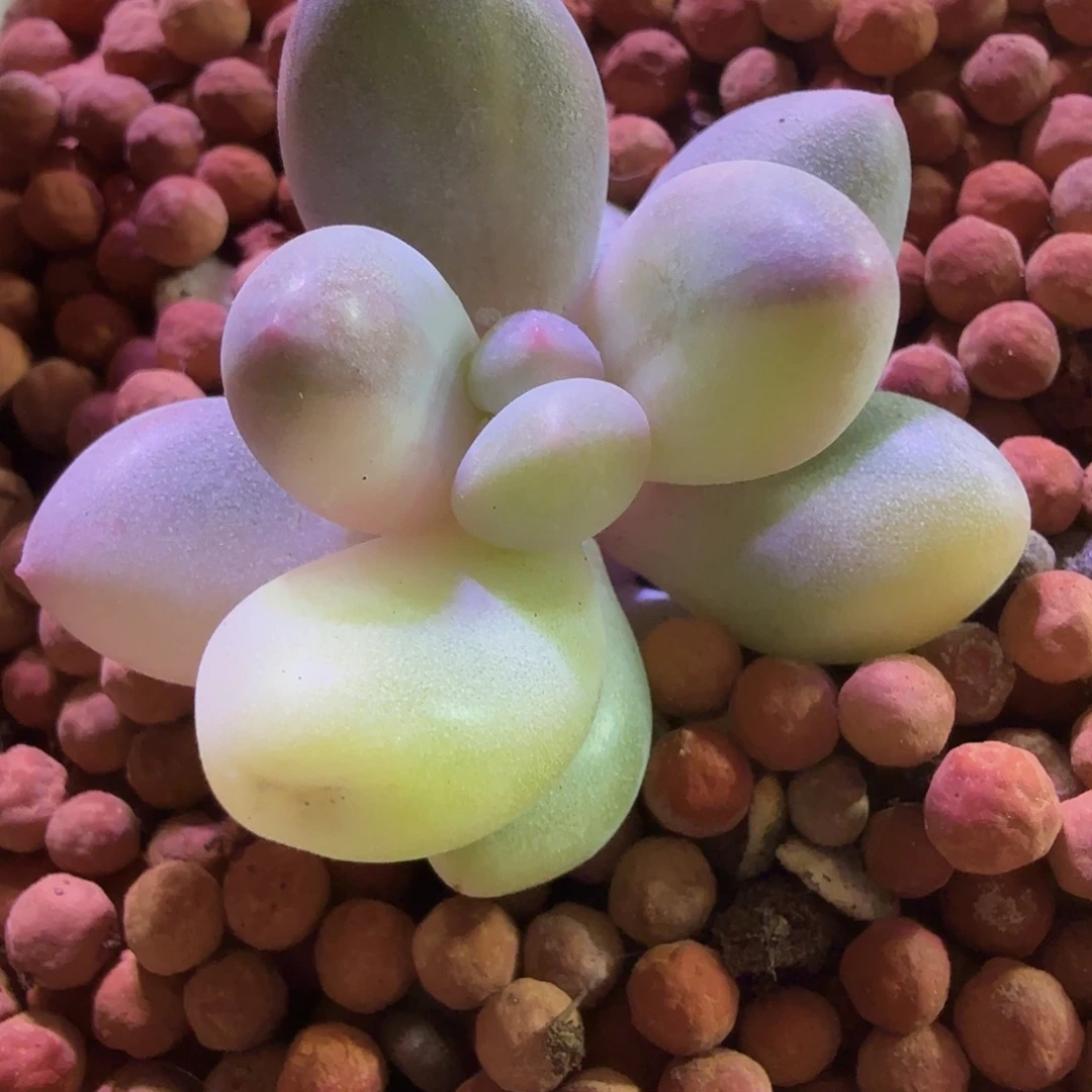 奶酪锦，多肉植物。