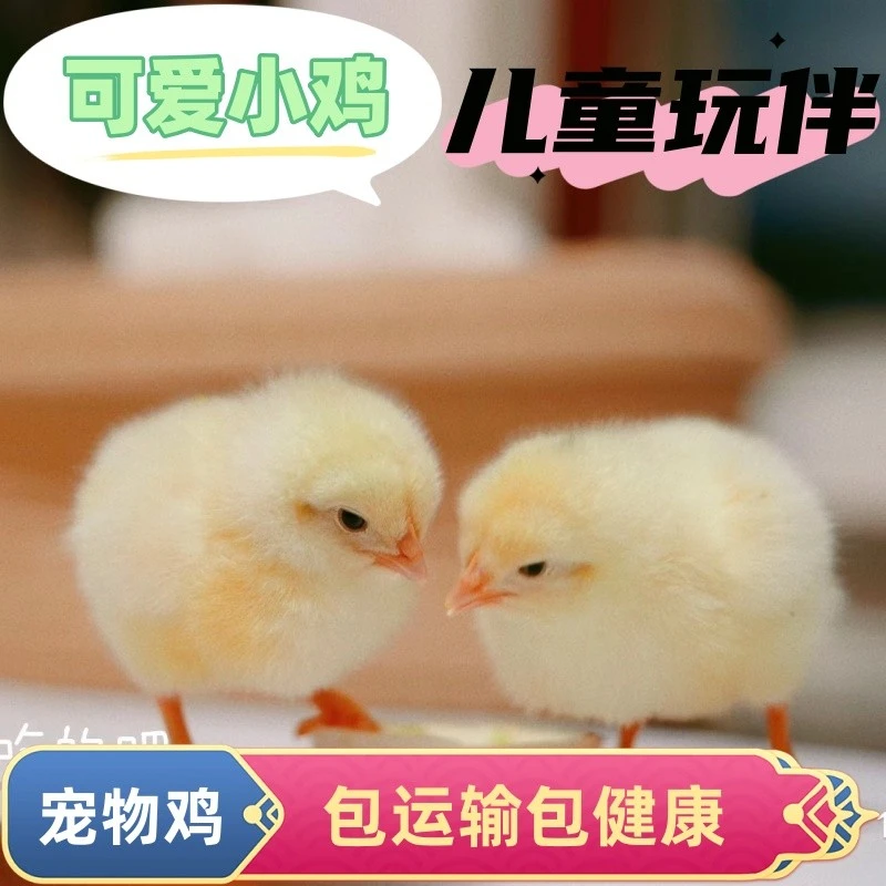 宠物小鸡观赏鸡高产蛋长得快大顺丰包邮包活到家公母可选疫苗已打