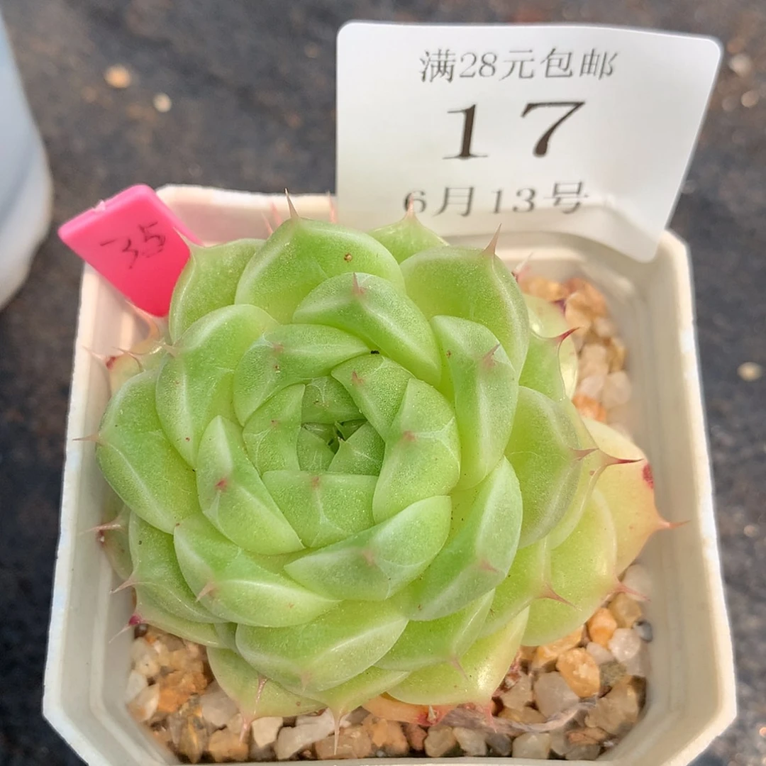 【闪购商品】云17号