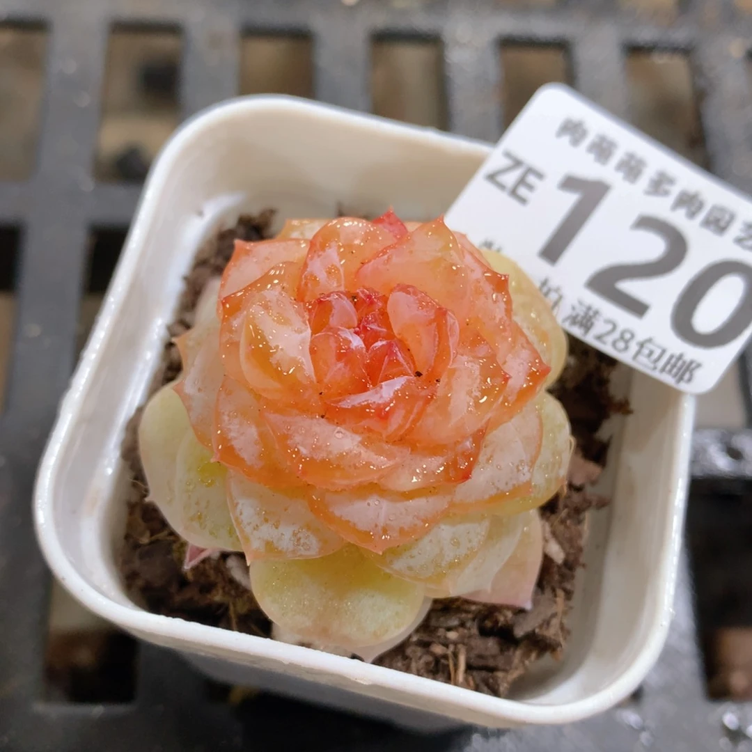 肉萌萌拇指盆精控多肉ZE120