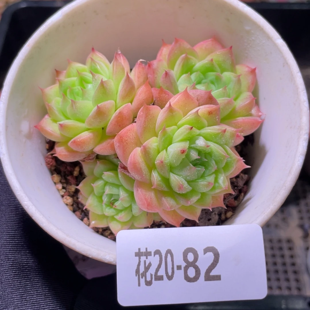 花利美20-82海王群