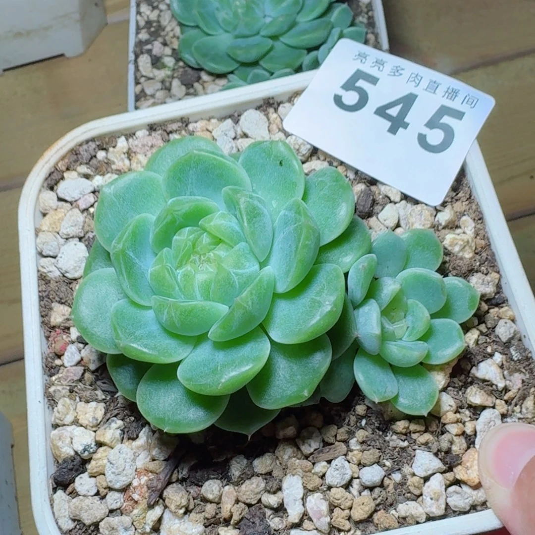 M***e泼天财富            精美多肉植物