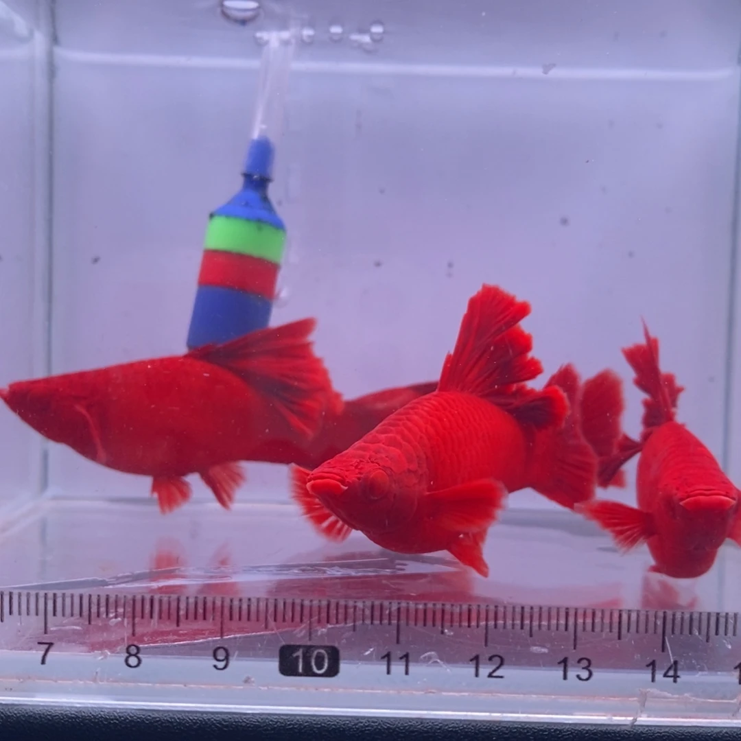 红剑鱼高鳍红剑成鱼4母