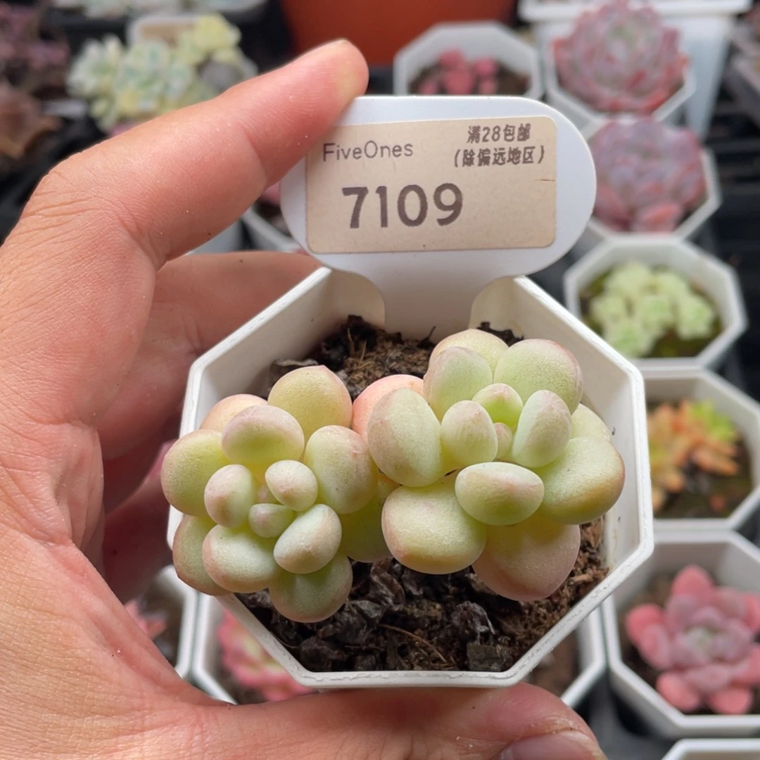 泡泡糖7109-6厘米