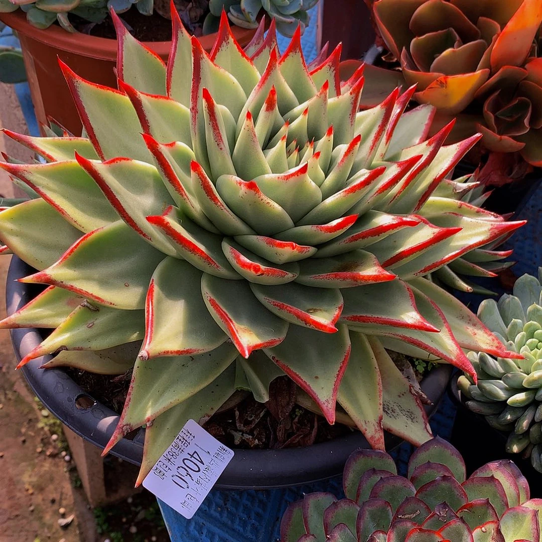 喜***悦乌木14060多肉多肉