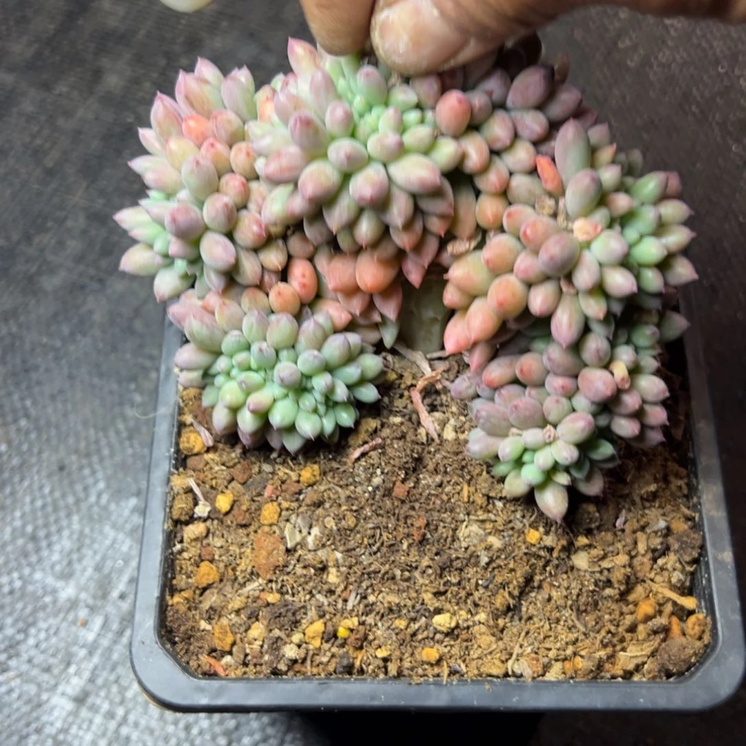 所罗门缀多肉植物29.8