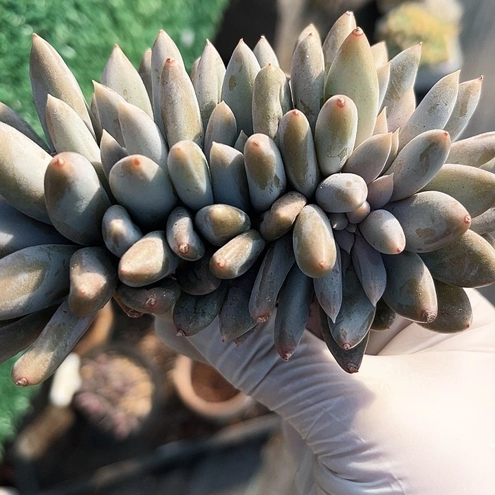 军*我是第一百个为妖刀应援的阴阳