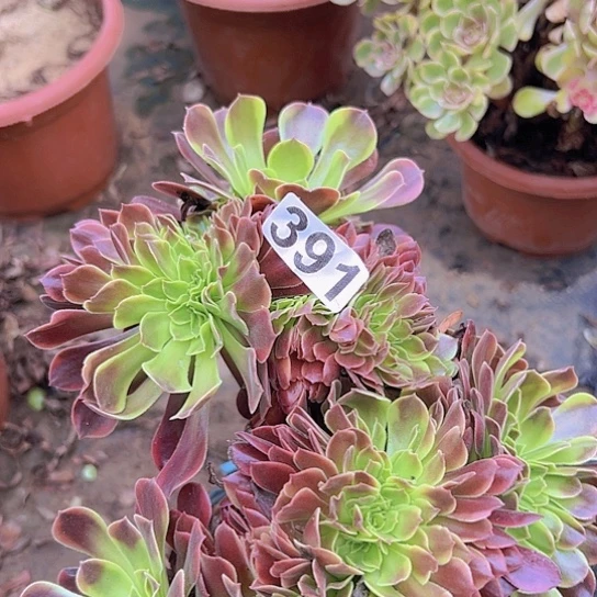 全***肉多肉植物一个欧嘉莉追