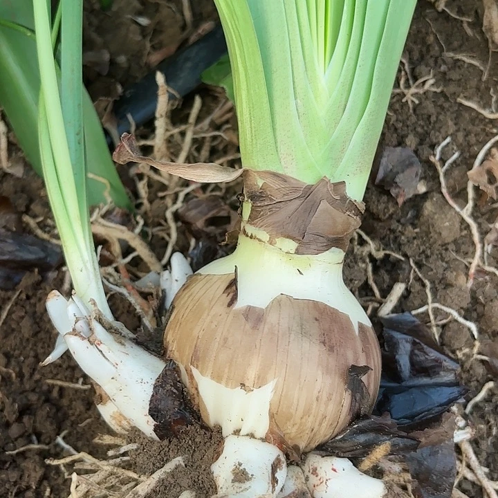 无花朵盲盒六号开花不售后