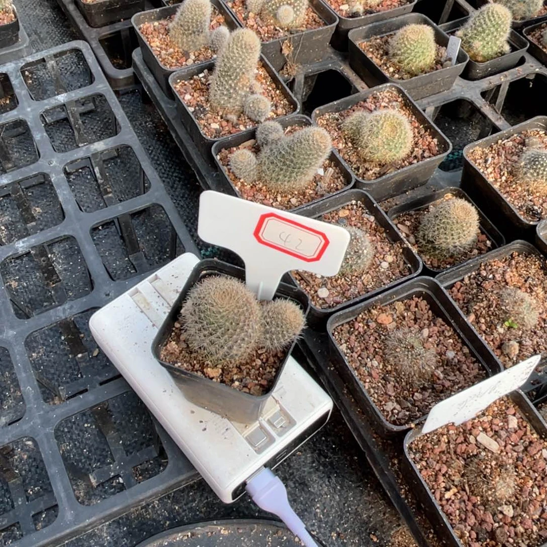 42洋气多肉葡萄品种