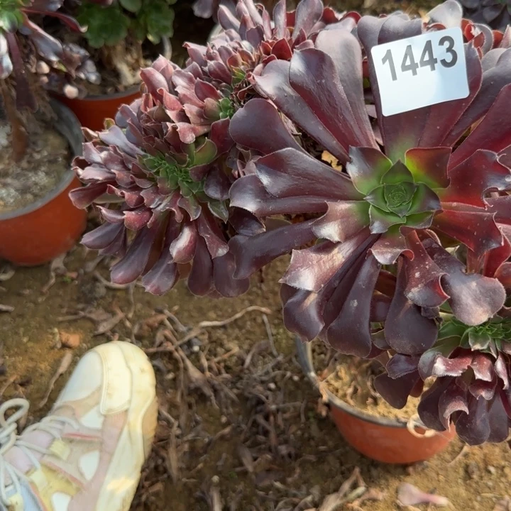 1443 清棚处理不包断枝