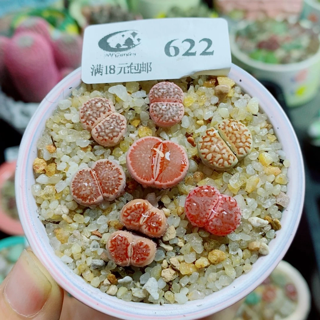 生石花花花花花花花花622