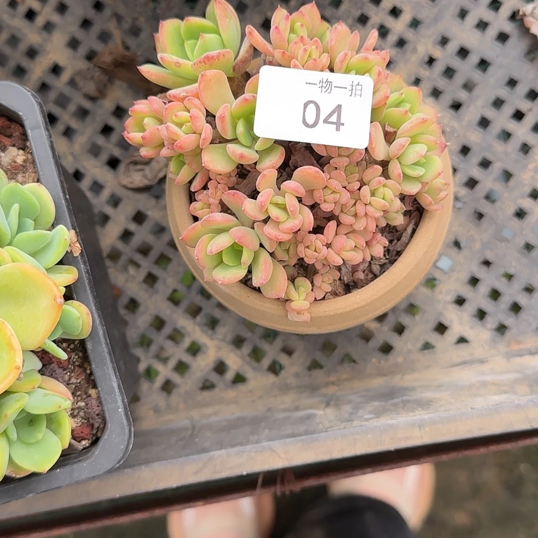 直*04号 一物一拍