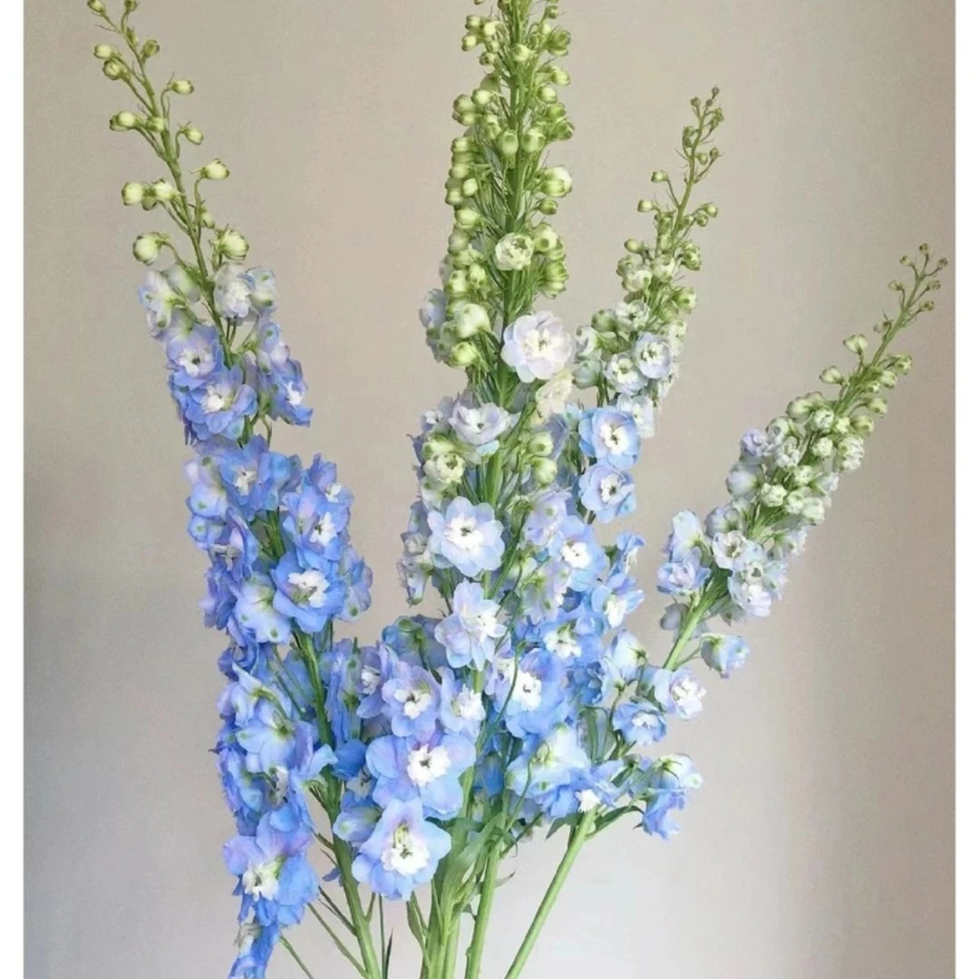 【俊奕鲜花】浅蓝色大飞燕1扎（4单一个运费）