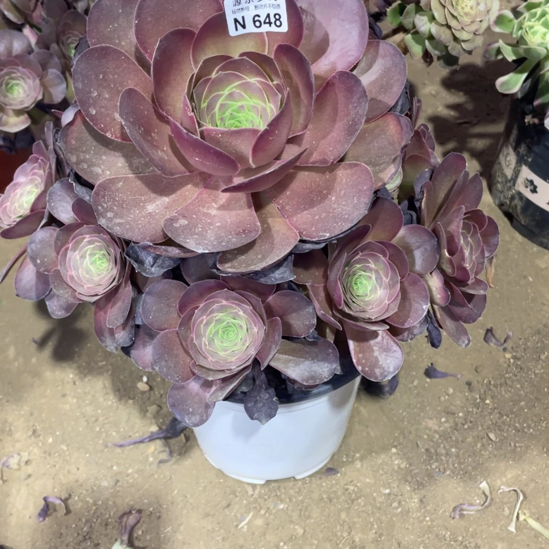 648魅金玫瑰多肉法师断枝不包