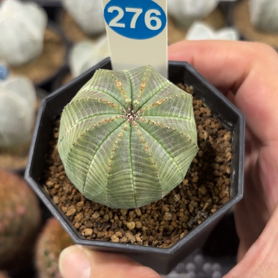 276实生布纹球带盆带土发货