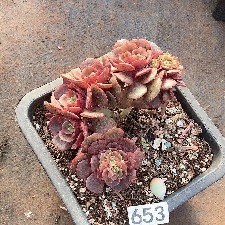 653大红袍一物一拍多肉