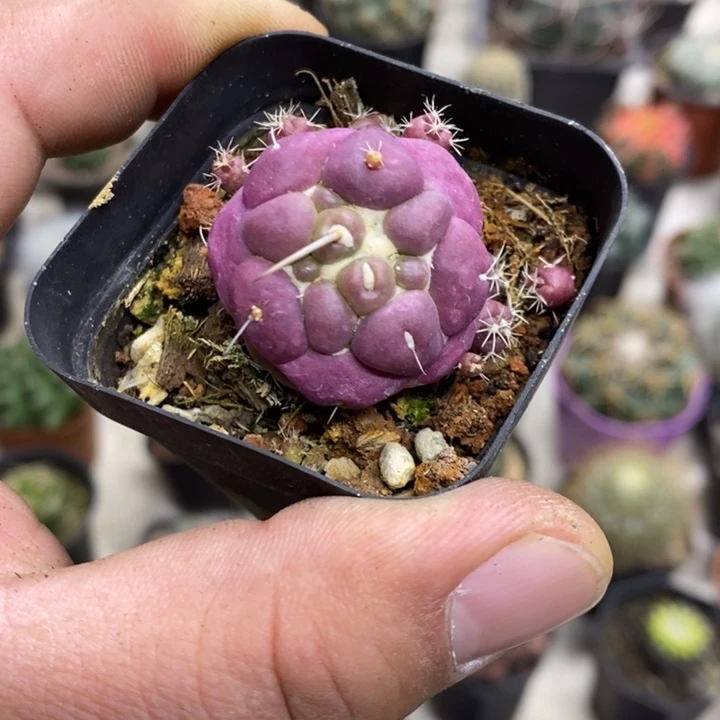 紫皮无刺象牙特价6