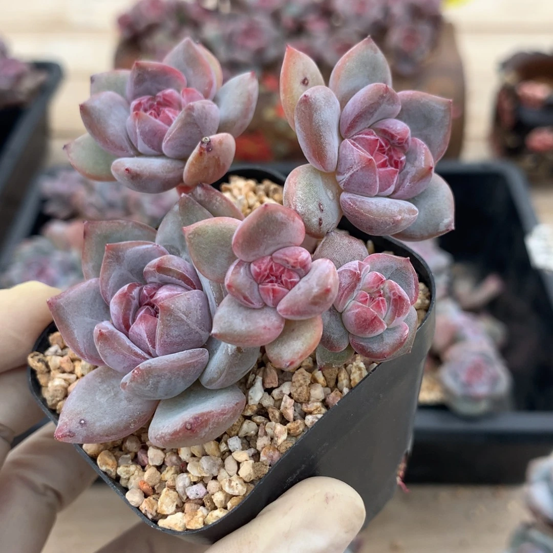 突尼斯发货多肉星影5头有砍
