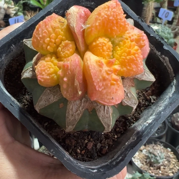 菜花牡丹锦带盆1111