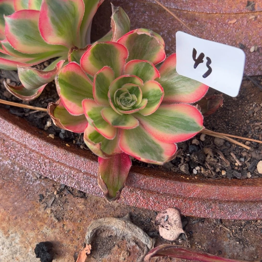 43爱丽丝嫁接多肉系