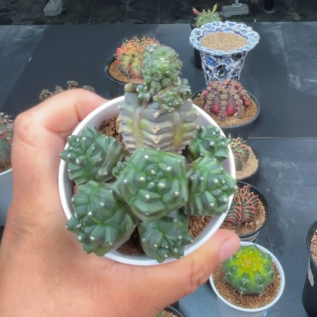 泰系群生米哈无刺仙人球12