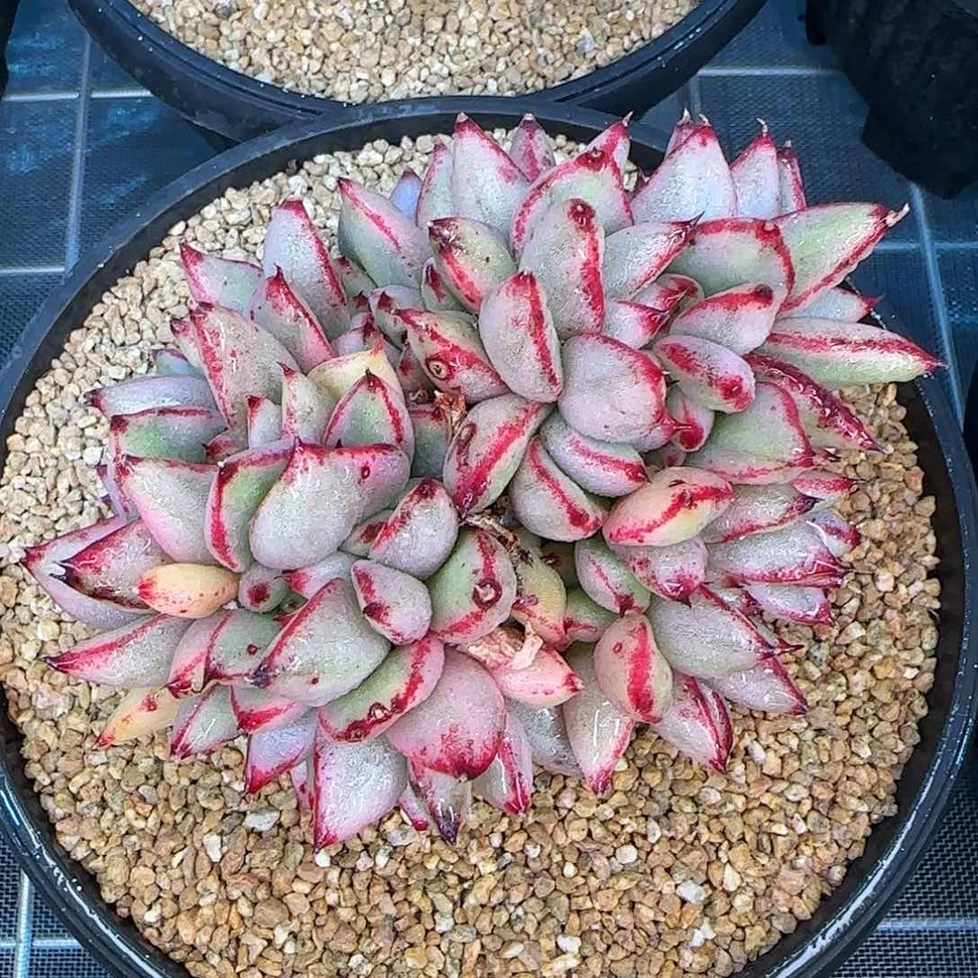 从前慢花园精选玛丽亚锦缀