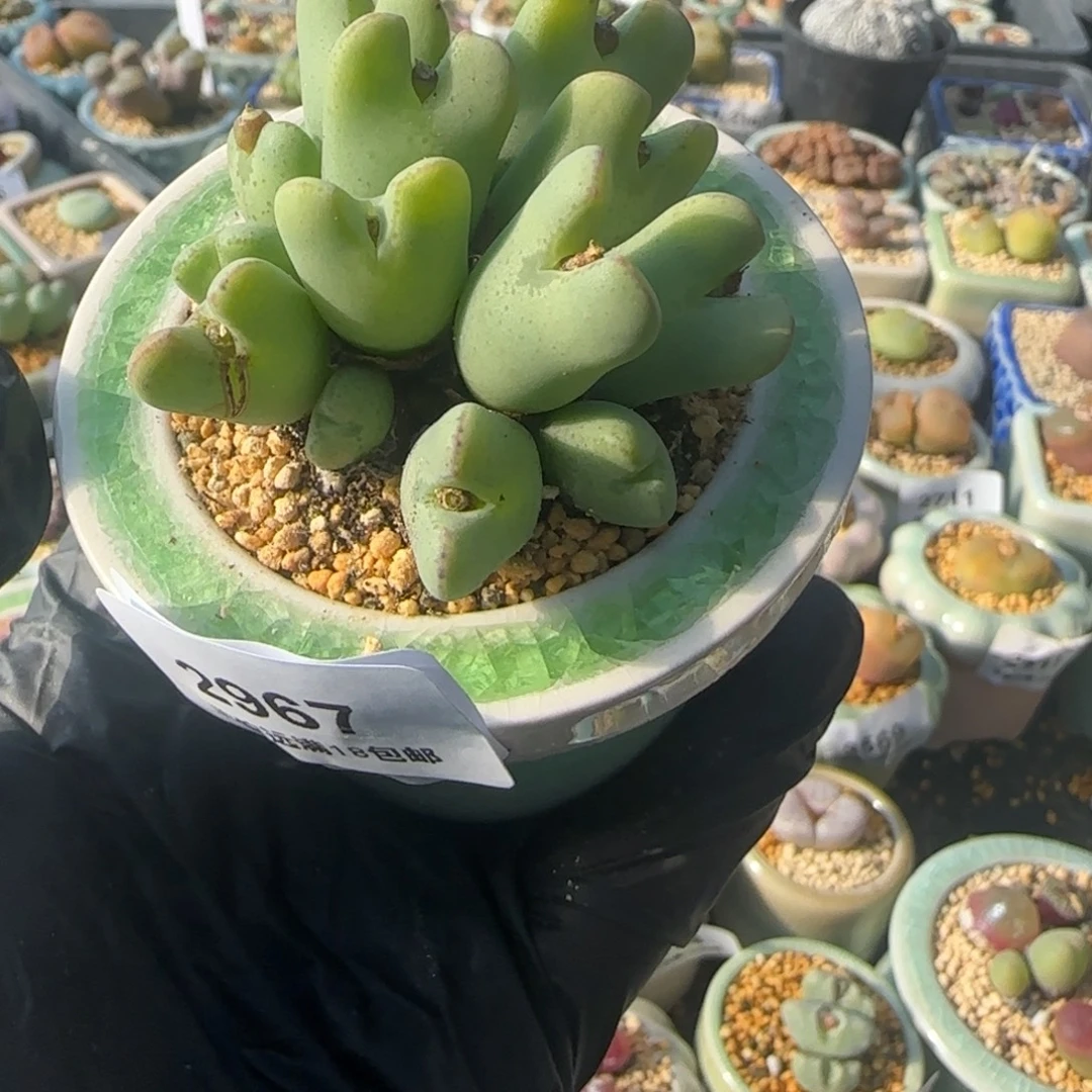 2927-一物一拍 带盆