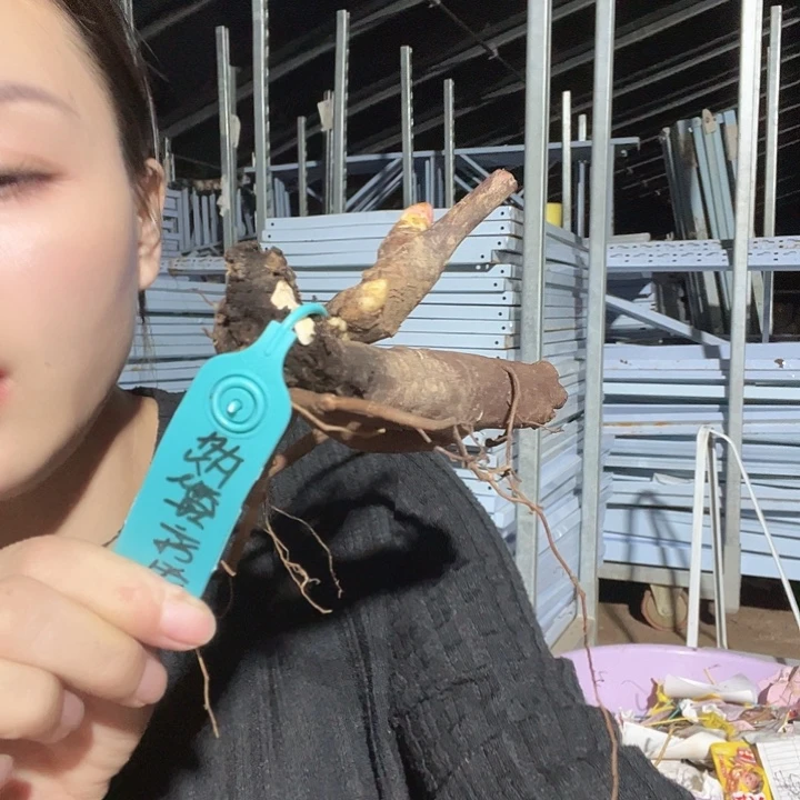 当前无花栽培后可以开花轻触优雅