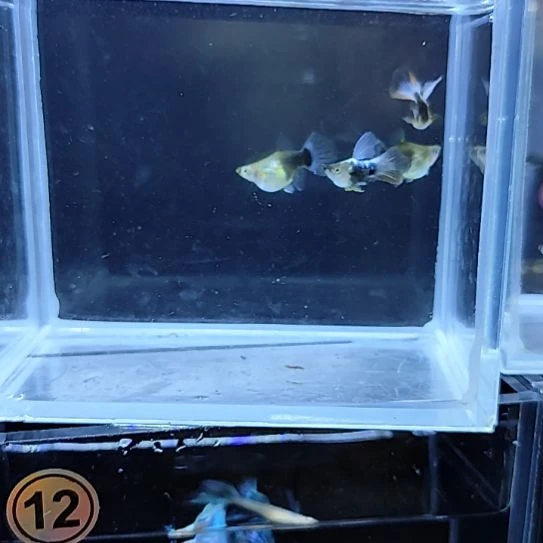 孔雀鱼蓝礼服球两对