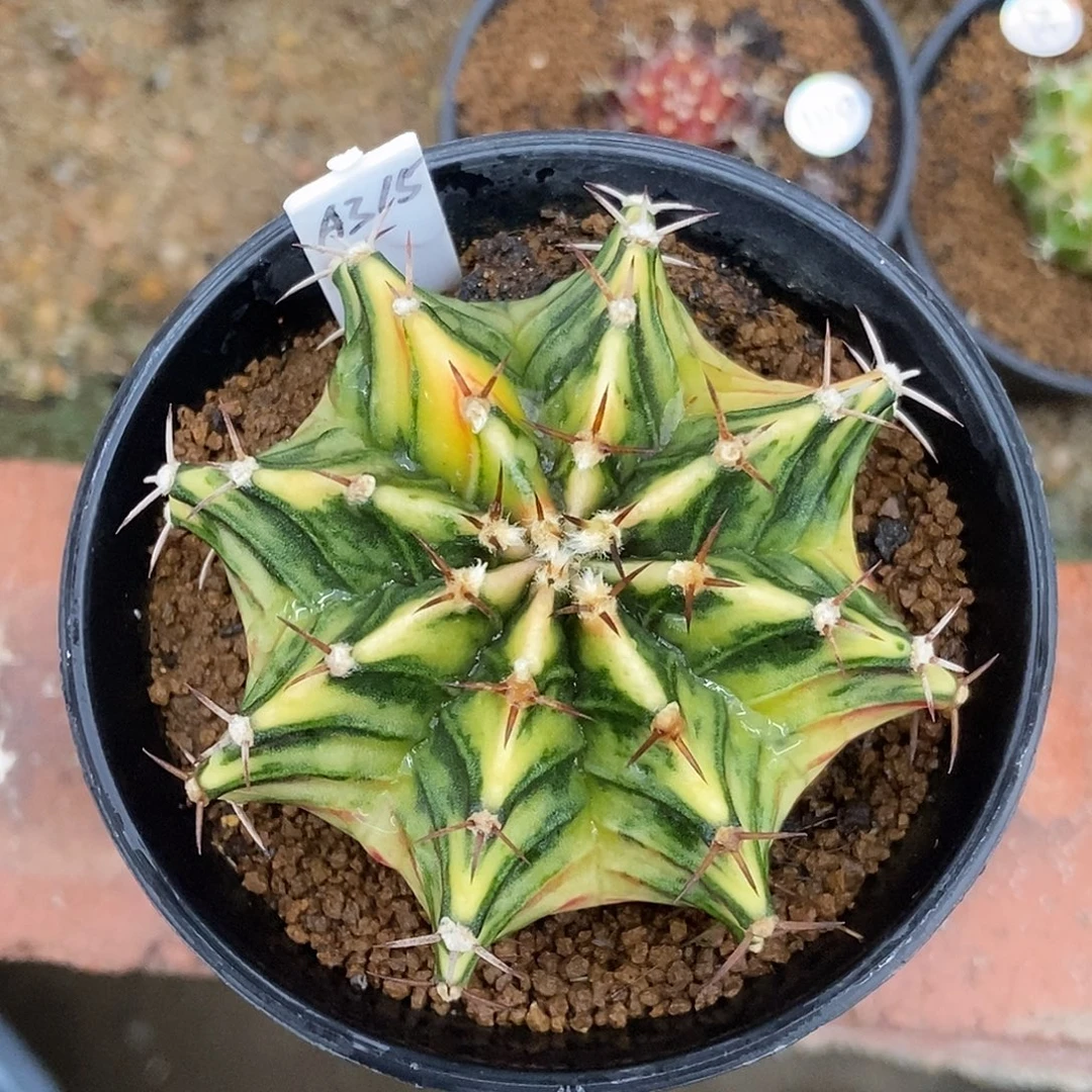 A315泰系实生满臀肋骨锦