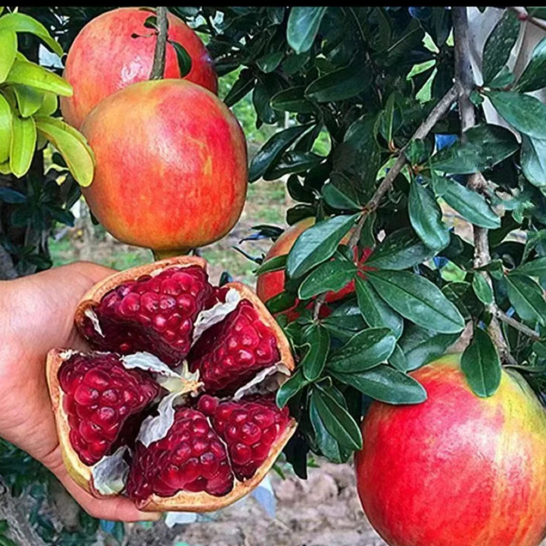 （石榴树苗）蒙阳红突尼斯石榴树苗一物一拍链接盆栽地栽南北方种植