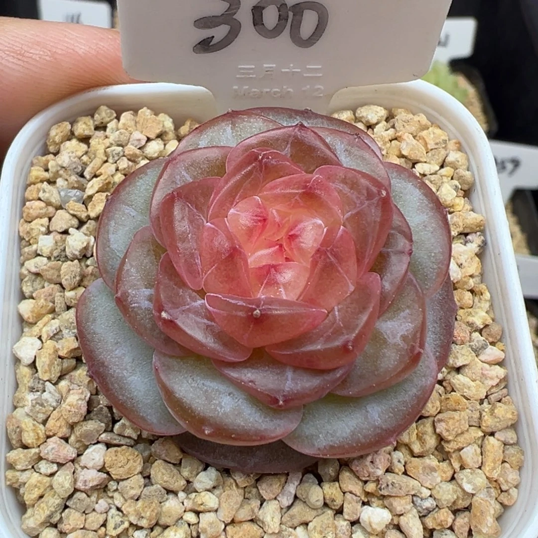 300号知夏 晗雨多肉