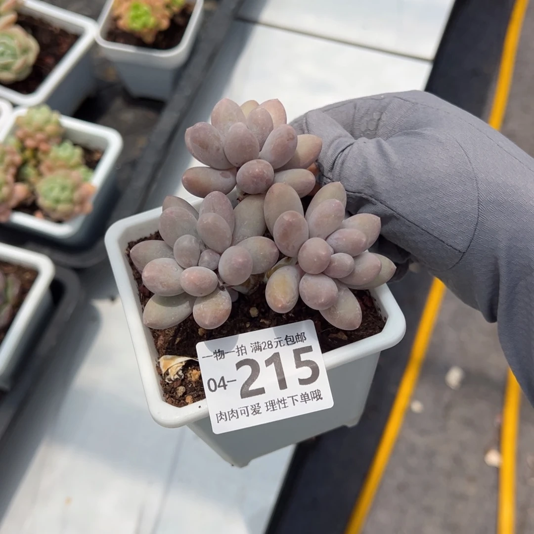 汤圆多肉多肉多肉多肉