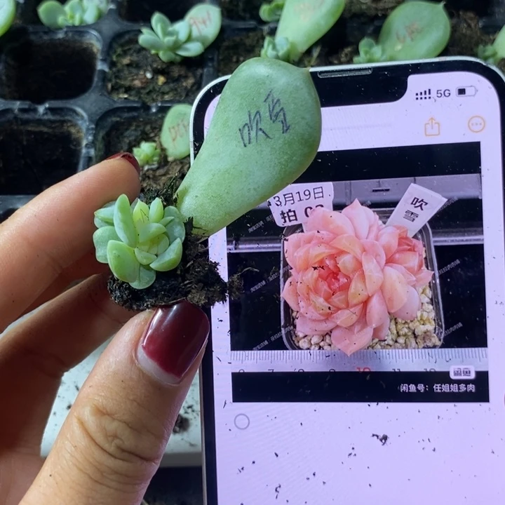 吹雪芽苗一个多肉