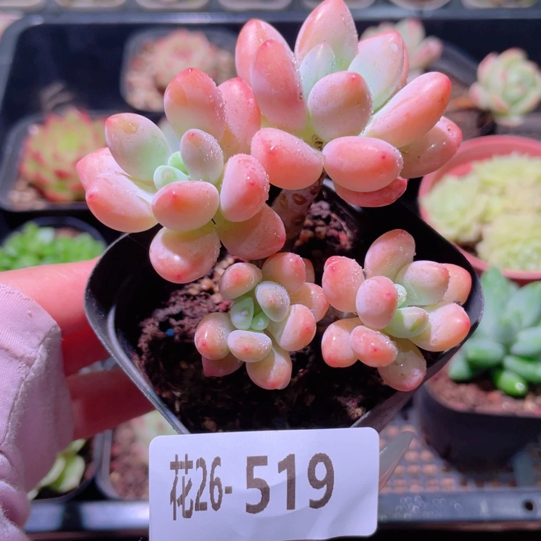 花利美26-519洛神