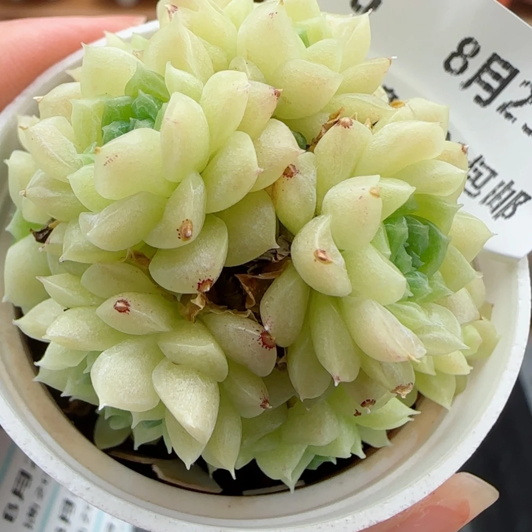花语逸镜0825-86散