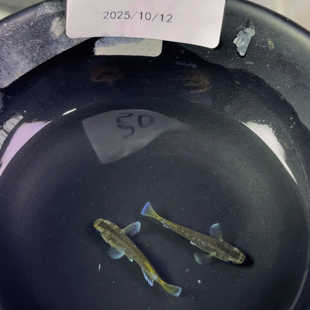 青鳉鱼207奶酪一对公母