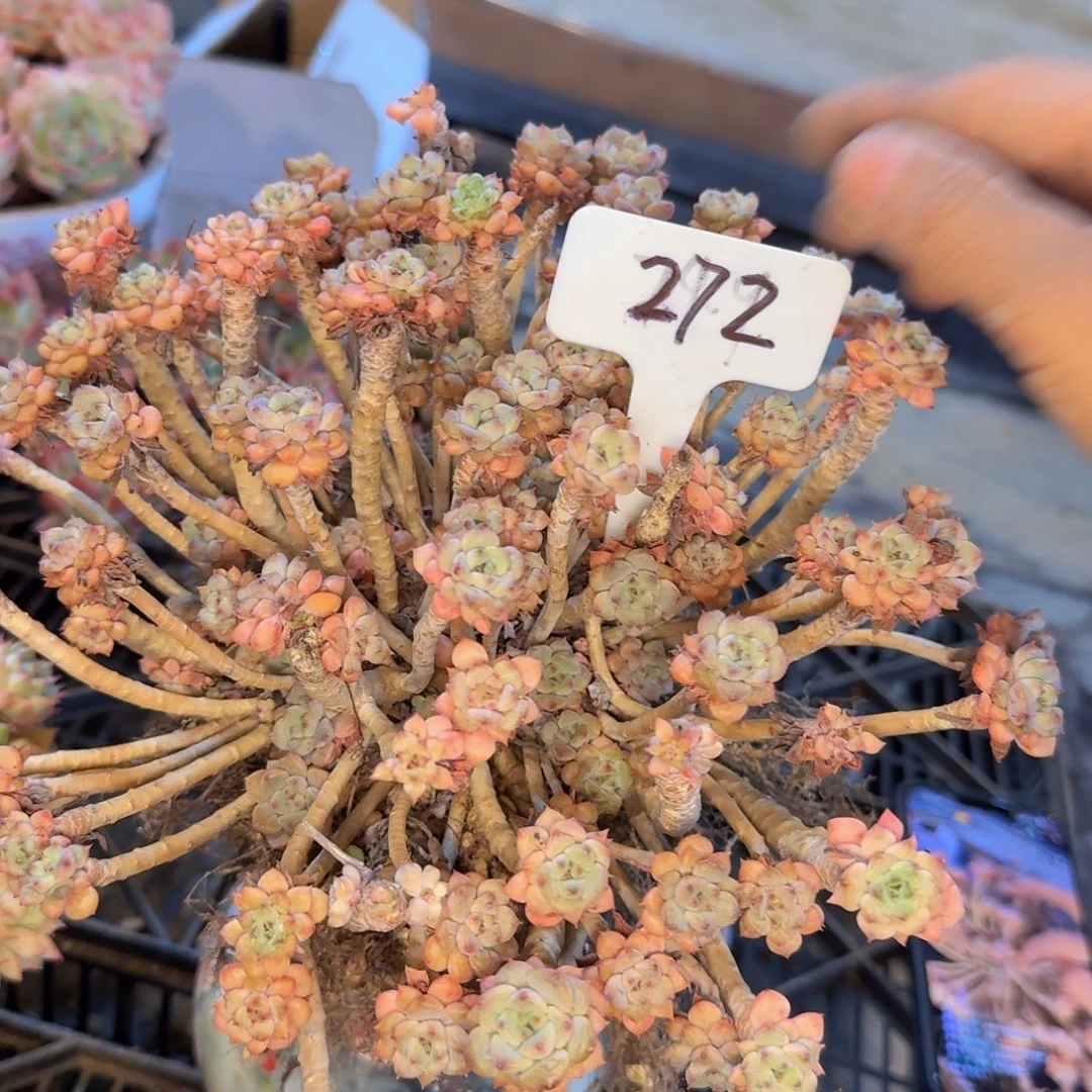 多肉植物的生长发育与生长