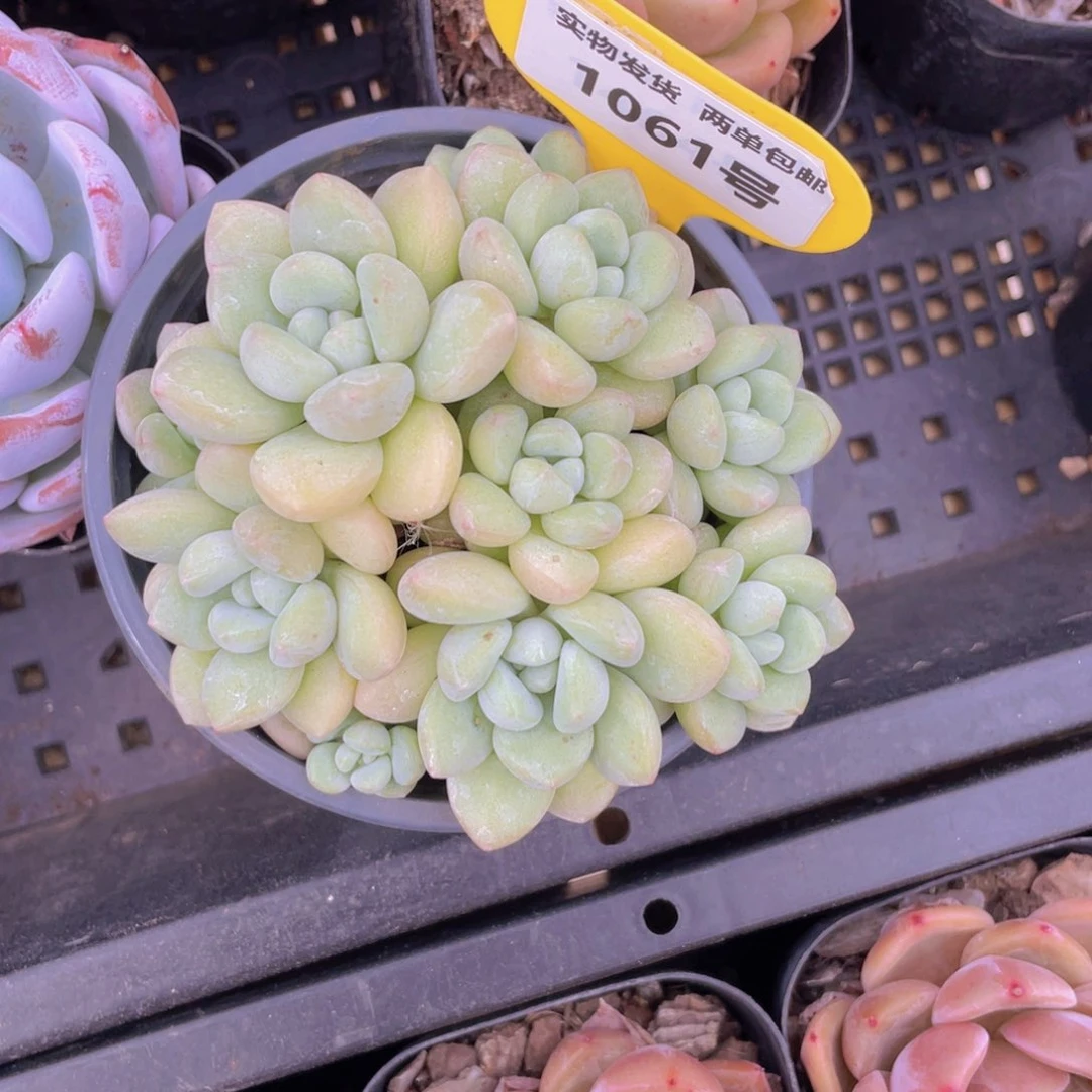 1061号 泡泡糖手捧大群生一个