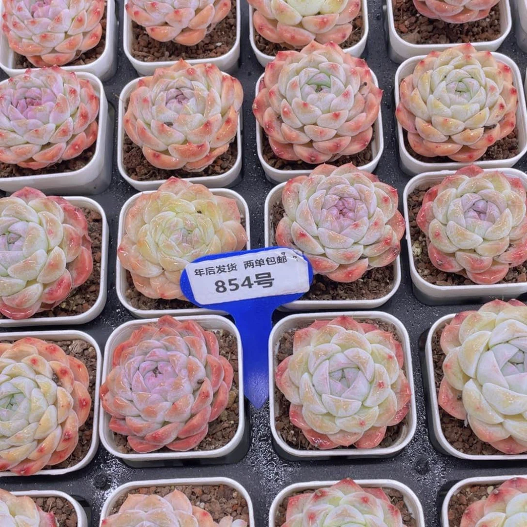 854号 奶油精品白桃汽水单头一个