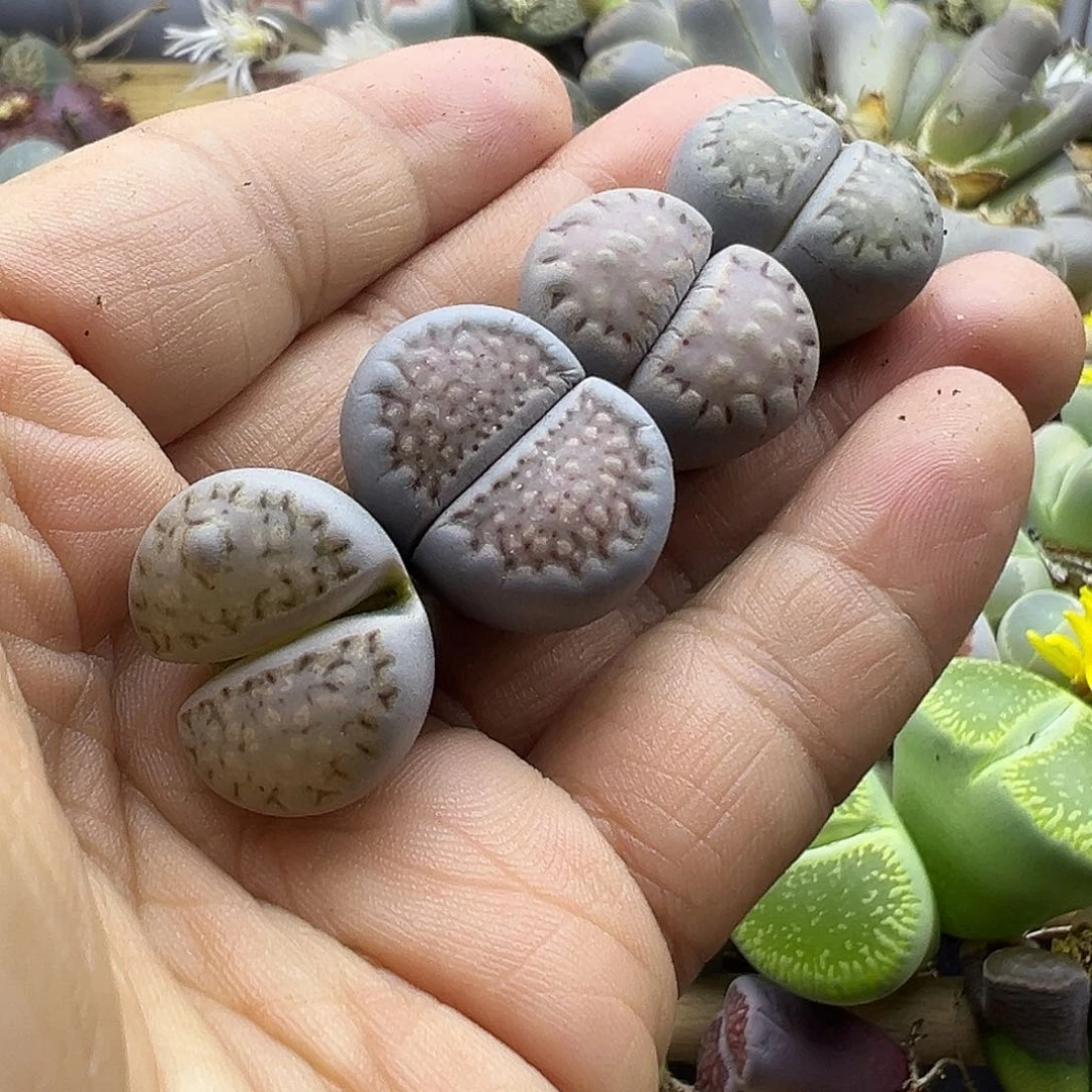 2661 生石花双十二清货不售后