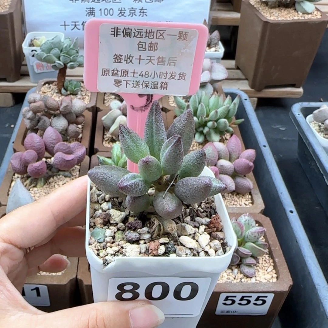 800小红嘴多肉植物